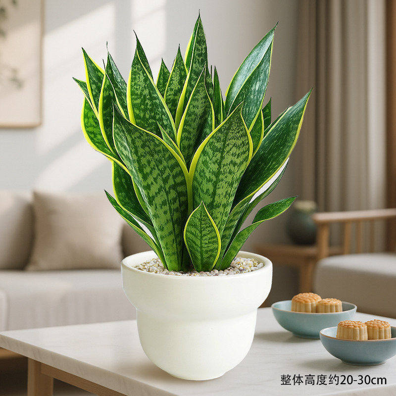 Select a+ grade phnom penh tiger orchid + cream tea cup basin + ceramics + fertilizer