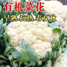 一代杂交花菜种子种籽有机花菜菜花春季孑秧四季蔬种阳台大全四季