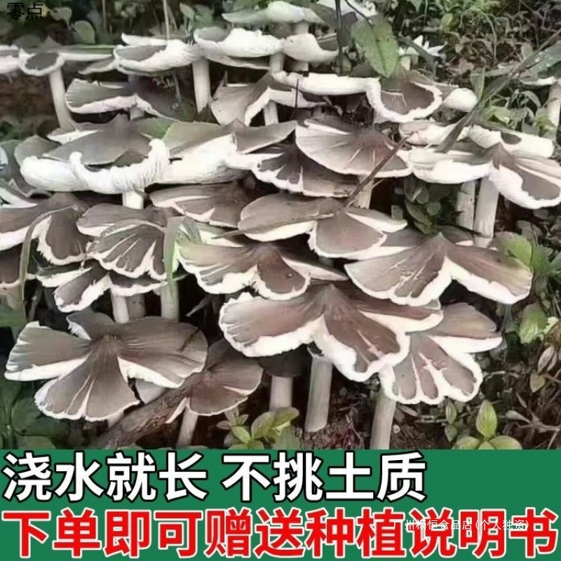 新鲜家种鸡枞菌菇野生菌包伞把菌菌种菌四季三塔菇菌荔枝种纯