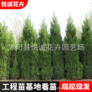Pine Saplings, Platycladus Arborvitae, Chinese Cypress Pagoda Pine, Cypress Christmas Tree, Cypress Saplings, Cypress Saplings, and Arborvitae Occupy Space