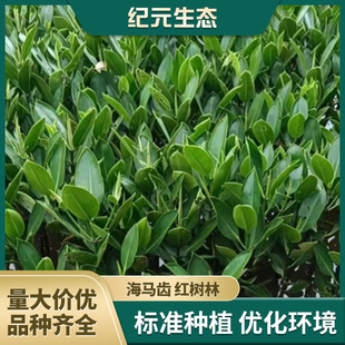 Salt-Resistant Plants Seahorse Teeth Mangrove Wetland Greening Aquatic Plants Ecological Restoration Spot Wholesale