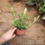 小区绿化景观工程马鞭草