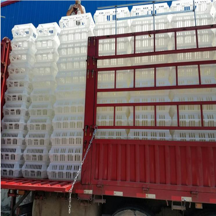 塑料鸡笼 运输鸡笼 活鸡周转笼 鸭笼 塑料鸡鸭运输笼周转笼