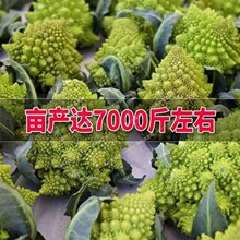 �������˲˷N�ӌ����˷N���߲˷N�Ӳ����̨ͥԺ�N�����Ի���
