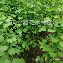大量出售银杏苗 白果树苗  银杏树 各种规格 量大从优苗木乔木