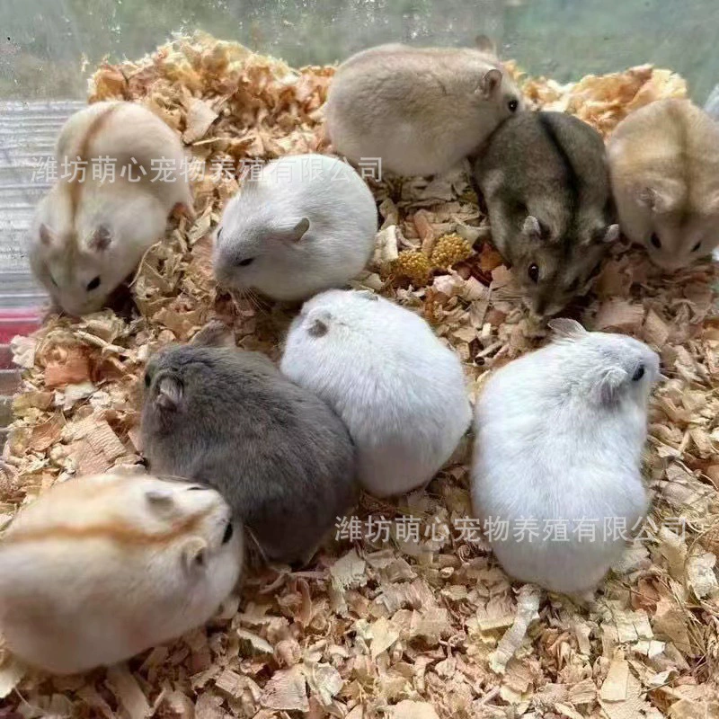 Оптовая продажа живых хомяков, тигровых медведей, белых медведей, черных медведей, коровьих медведей, длинношерстных медведей, медведей с кольцами на глазах, рисовых медведей оптом