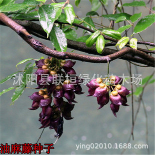 �����ٷN����������N�Ӵ�Ѫ�ٷN��ţ�R���uѪ����ľ��Ԯ���ܳ��G