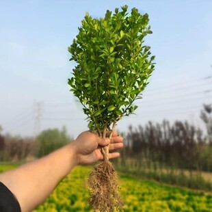 �G�������Ϸ������Nֲ�S��ͥԺ���������S����G�h�Gֲ���G��ľ