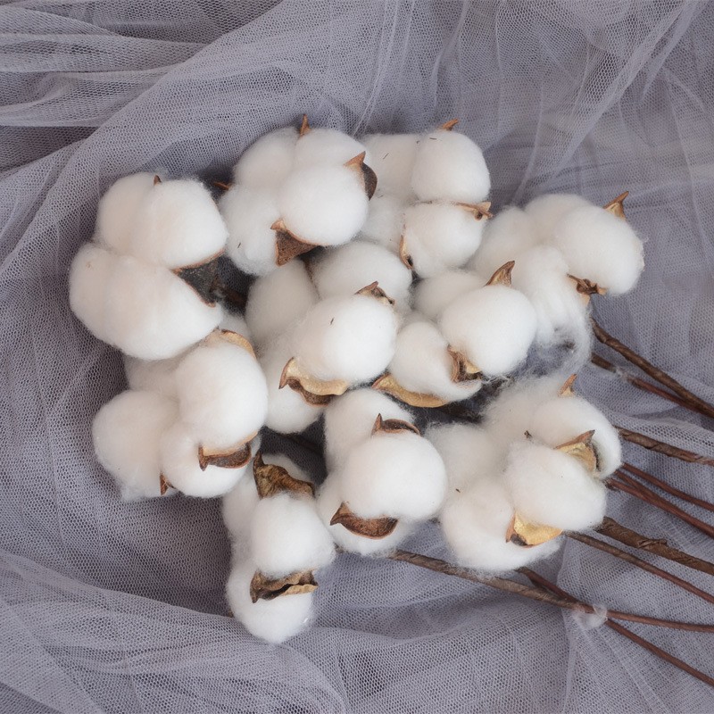 Milan algodón natural flor seca ramo de flores material de embalaje hecho a mano DIY flor eterna accesorios de tiro de algodón de madera