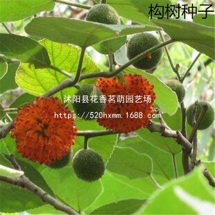 ɢ�b�s������N�� ���Ҙ�ɳ���� ��������������ӹ�ľ�ȝ{�����l