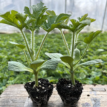 �����̨�޽�������8424��������Ϸ��ļ�С���������Nֲ�ЙC����