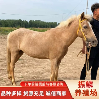 矮脚马 迷你矮马 德保矮马 设特兰矮马 小童马养殖场