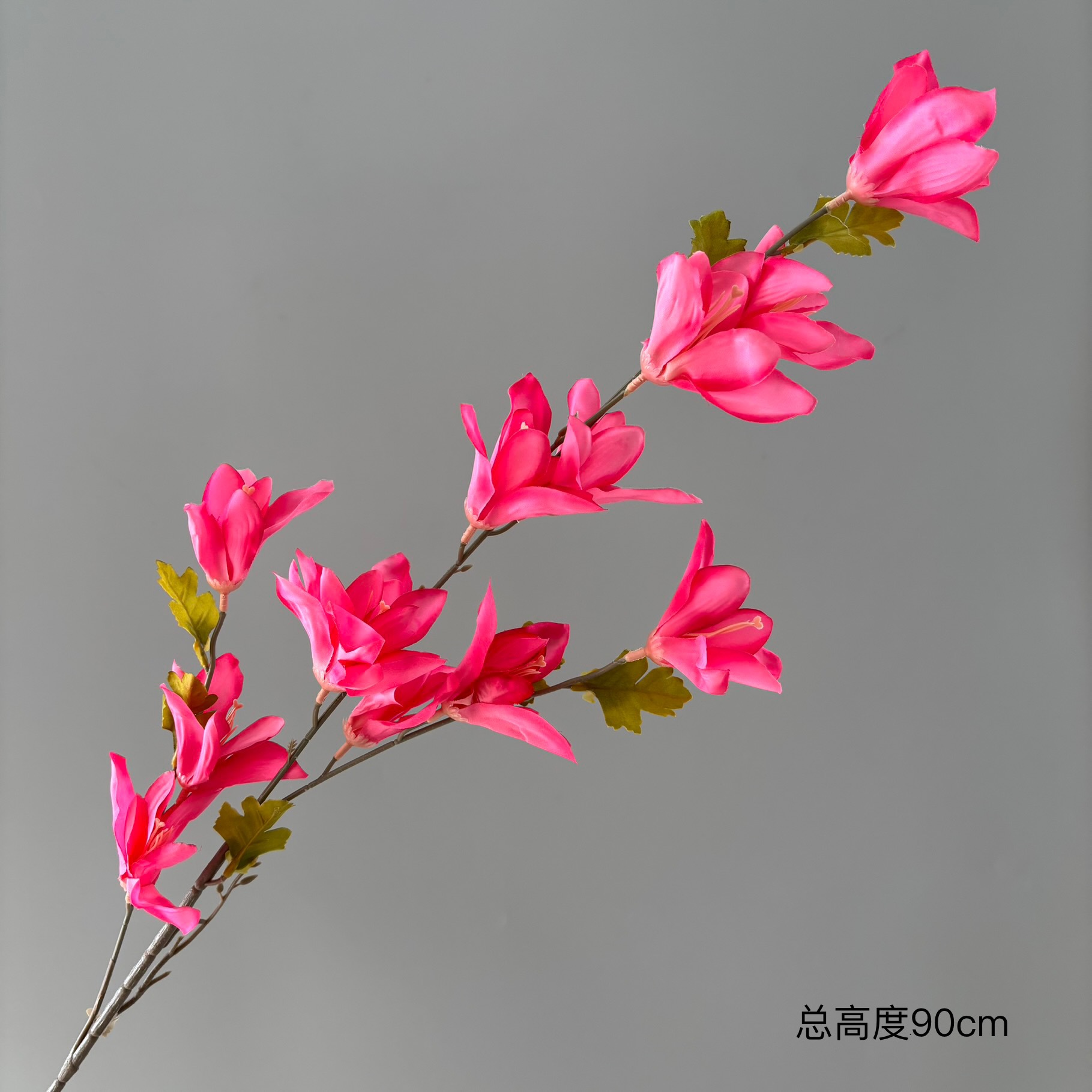 바람과 비 난초