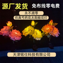 ���Sֱ�N�e��ͥԺ���@��ƺ�����b�̫�����ș�������⾰�^������