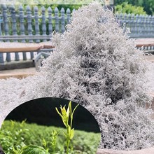 新茶张家界野生莓茶藤茶茶霉茶长寿藤永顺龙须牙尖