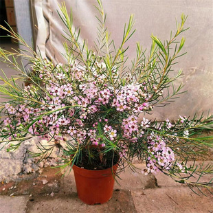 �����D÷���Ԏ������ͺ��͟�������޸�ֲ��ͥԺ�̨���B���ܰ��]