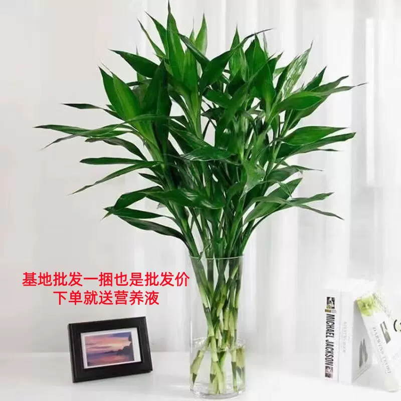 富贵竹水培室内植物水养花卉绿植盆栽转运竹带根客厅鲜花直大叶竹