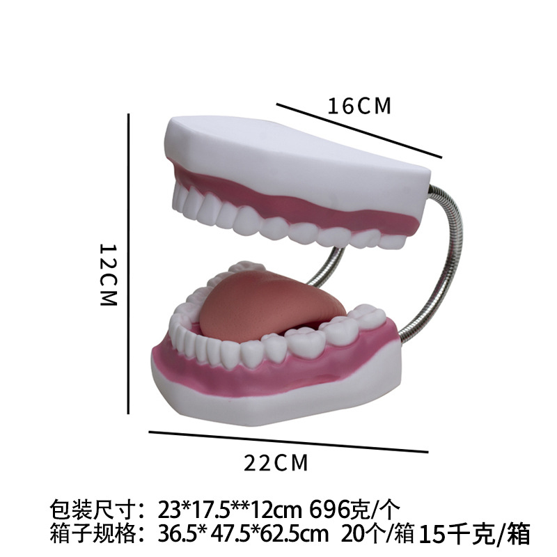 6 seis veces agrandado modelo de diente enseñanza cepillado lengua modelo de diente fijo jardín de infantes niños dental Estomatología image 3