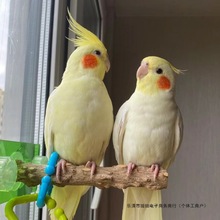 #lyĵ���W�^���ܾ����N���B�����˹����������ܾ���ľ�|����