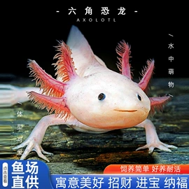 其它水族用品;观赏鱼