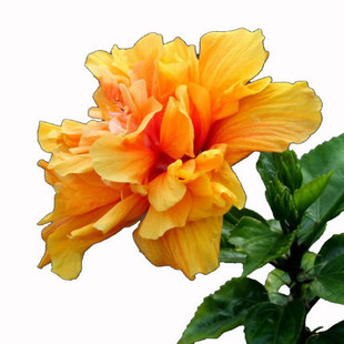 ľ�Ȼ������ذ��M�ڵ�����ɣ��������ļ��_��ֲ���̨�҃Ȼ���