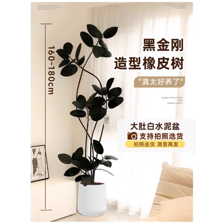 [하이폴부동가지] 고무나무모양-1.6- 1.8m -큰배백색시멘트화분-트레이포함