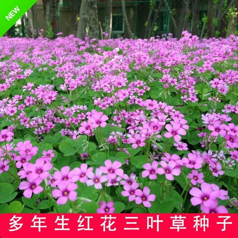 Импортные семена газонных трав, теплосезонные семена трав, красные цветочные бегонии, клевер, белый клевер, семена для всех сезонов.