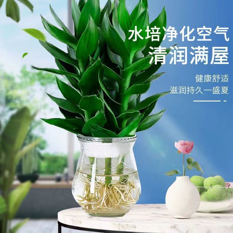 水培观音竹富贵竹室内绿植办公室客厅卧室四季好养盘栽净化空佳泰