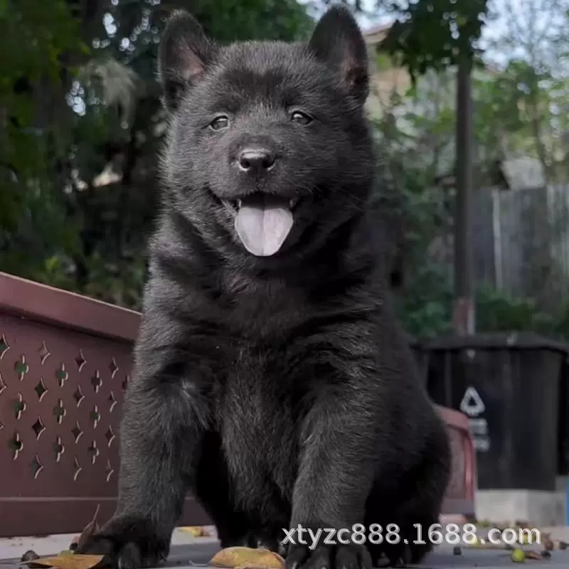 五黑犬活体狗狗正宗广西五黑犬幼犬中华田园土猎犬宠物狗狗幼崽