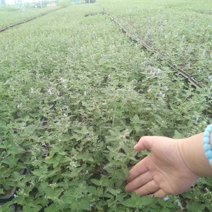 Purple Catnip Plug Seedlings Are Planted in Large Fields, Gardens and Courtyards to Grow Cold-Resistant, Heat-Resistant and Mosquito-Repellent Nepeta Nepeta