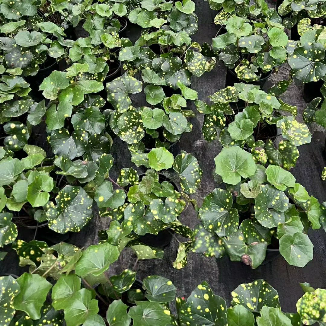 2302 база оптовая поставка дросселей