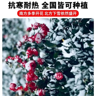 �Nޱ���������¼��ļ��ͺ��_����������ֲ���ٱ��¼�õ�����ͥԺ