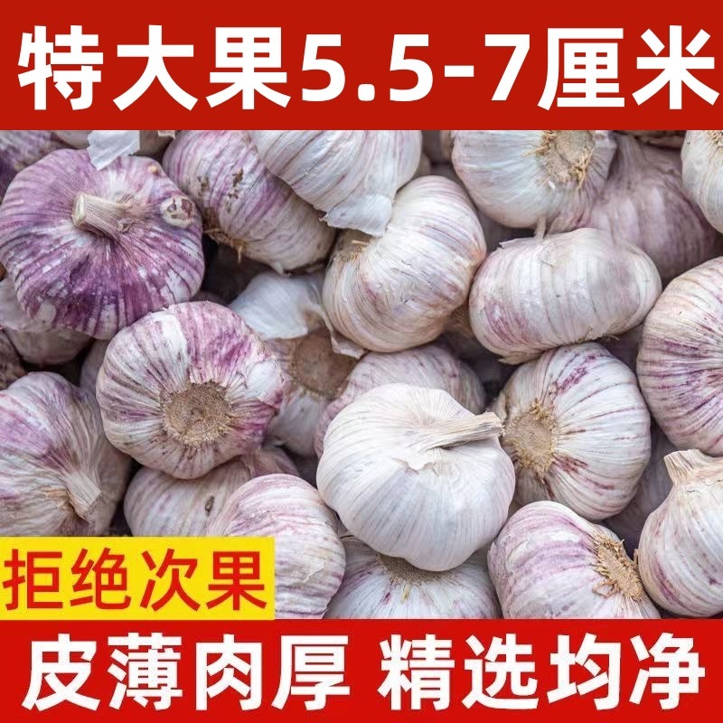 2024山東金郷紫皮ニンニク乾燥ニンニク5斤10斤新鮮多弁農家新ニンニク頭ニンニク頭|undefined