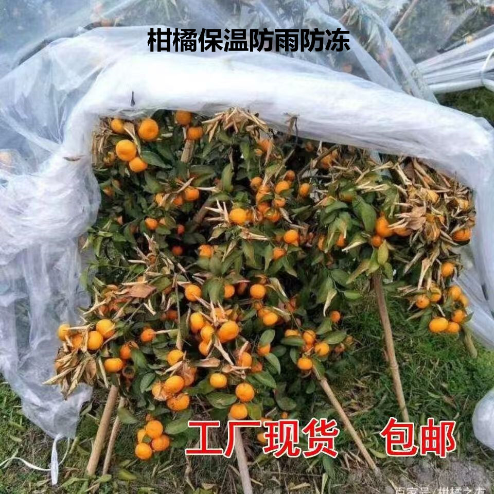 柑橘_副本