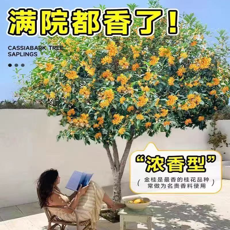 浓香型四季庭院常绿丹桂大室外桂花树苗原生耐寒别墅金桂桂花树