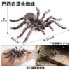 M-682 Brazilian white paint head spider