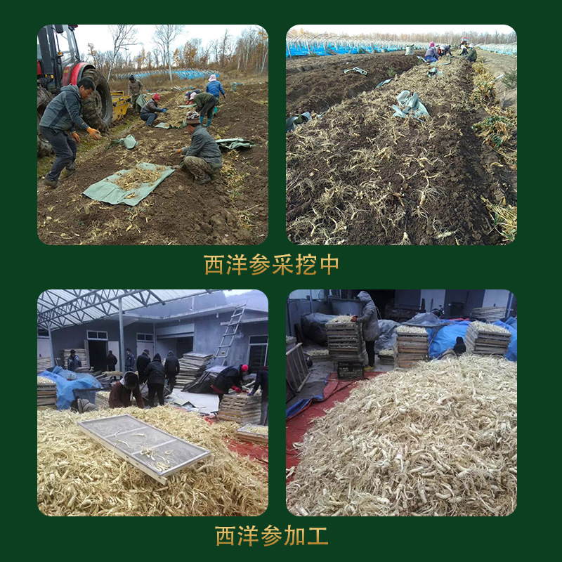 Wholesale sliced ginseng, long white mountain ginseng slices, artificial selection, sulfur-free slices, bulk American ginseng, manufacturer