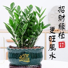 金钱树盆栽纳福植物室内客厅办公室桌面绿植大棵花卉盆景