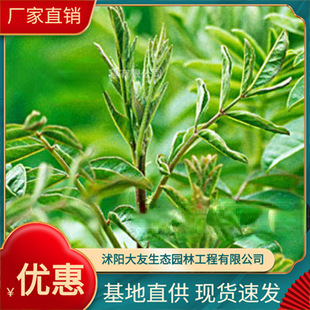 Licorice Base Wholesale, Self-Produced and Sold Licorice Varieties, Complete Varieties, Scenic Landscaping Projects, Greening Seedlings