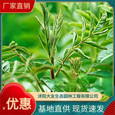 База солодки оптом Самодельные сорта солодки Полный проект ландшафтного дизайна Озеленение рассады