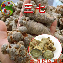 野生三七 种植三七各规格 滋补品药食同源 云南货区直发药材