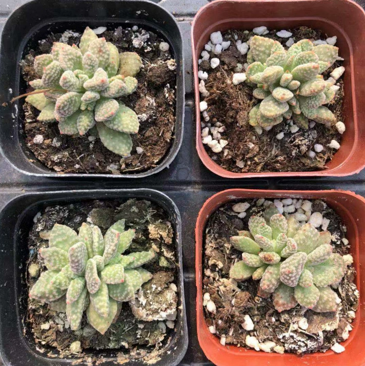 Суккулент «Кролик Марс», зеленое растение для офисного стола, комбинация цветов, миниатюрное комнатное растение в горшке, простое в уходе для начинающих.