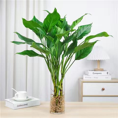 水培万年青盆栽绿萝客厅观叶四季常青水养净化空气吸甲醛好养活