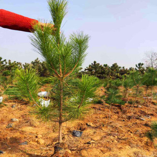 ֱ�N���ɘ�С����糣�G���ɺ��ɺ��ɴ���ɘ��ļ��������ɴ�����