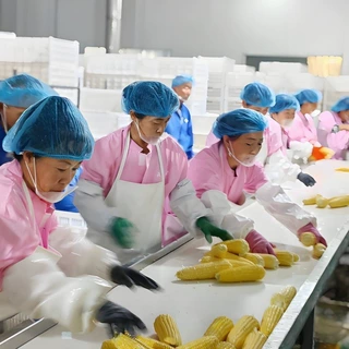 商用即食玉米加工生产线 速冻玉米加工设备 水果玉米切头去尾机