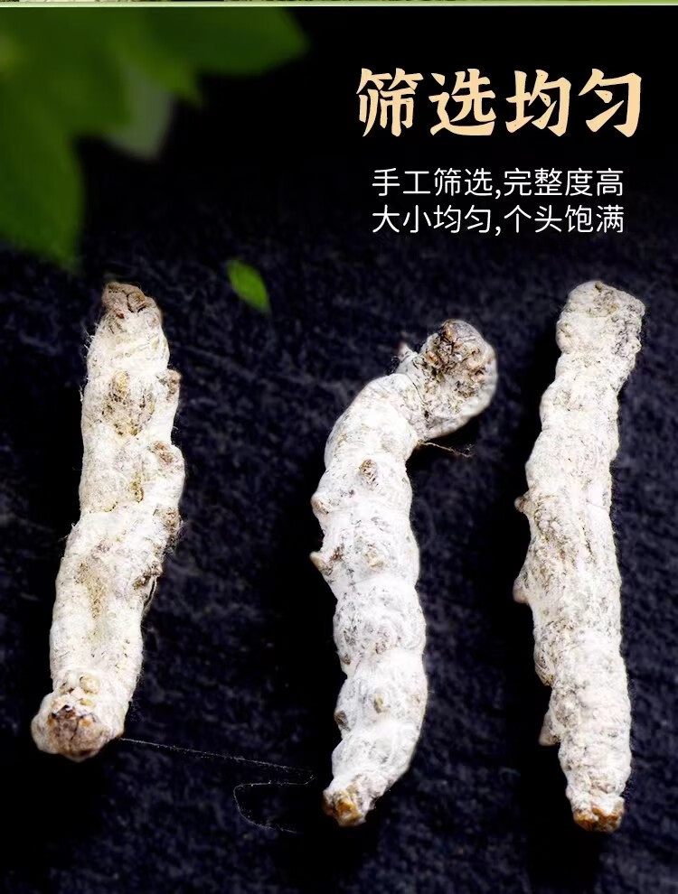 White Silkworm Jiang Can Powder 500g Dried Bombyx Batryticatus Traditional Chinese Herb specifications