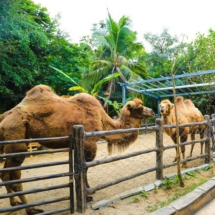 骆驼长颈鹿奶牛矮脚马 肢蹄动物防滑垫子 耐用特惠保温垫云程