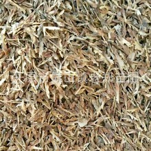 产地批发茶条槭种子催芽播种育苗多年生绿化林木树籽槭树苦茶槭种