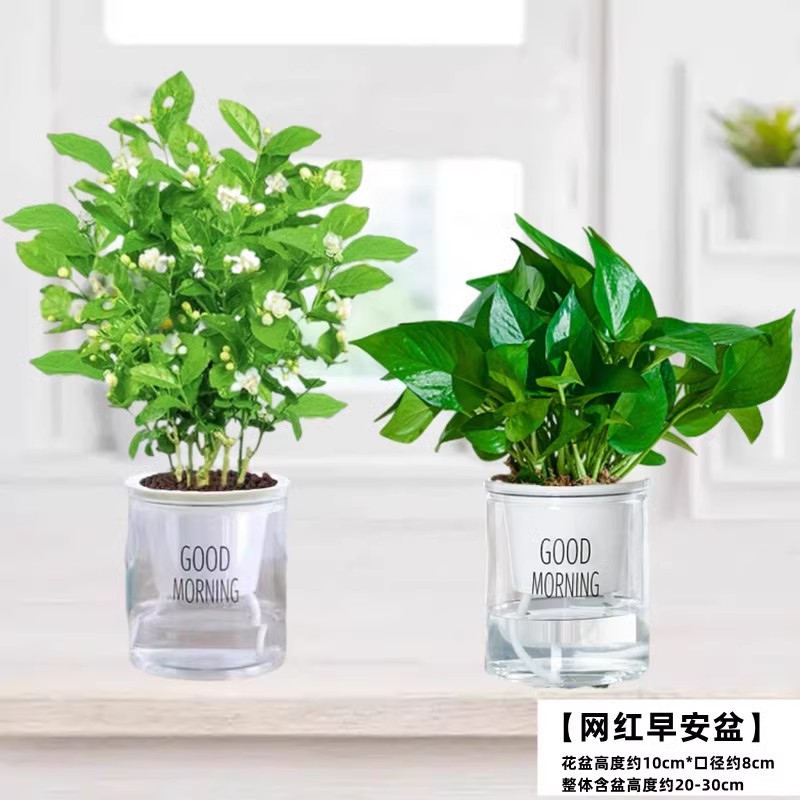 [hot combination] selected 5 jasmine seedlings + green radish (good morning pot) with free nutritional fertilizer
