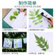 Plant Knocking and Dyeing Material Package Kindergarten Children's Rubbing Tools Leaves and Dyeing Hammer Printing and Dyeing Hammer Tie-Dyeing Square
